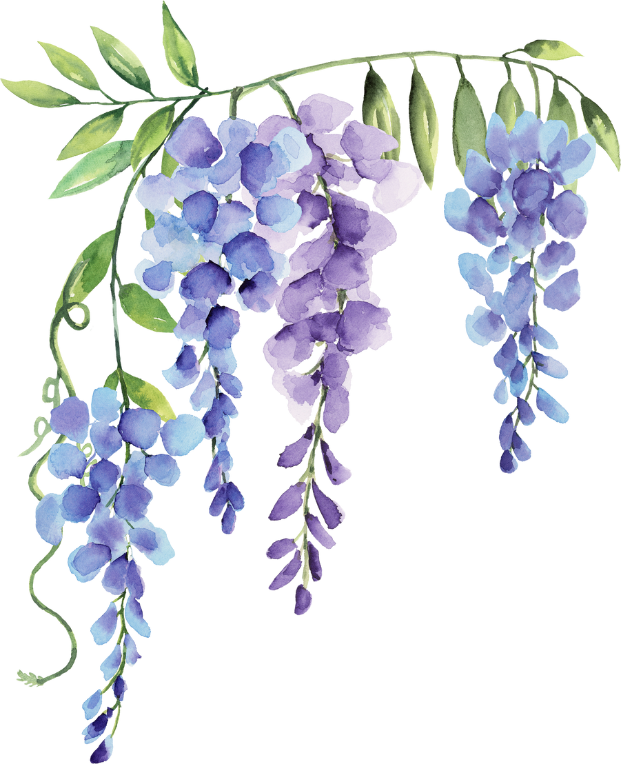 wisteria purple and blue flower border watercolor element 4