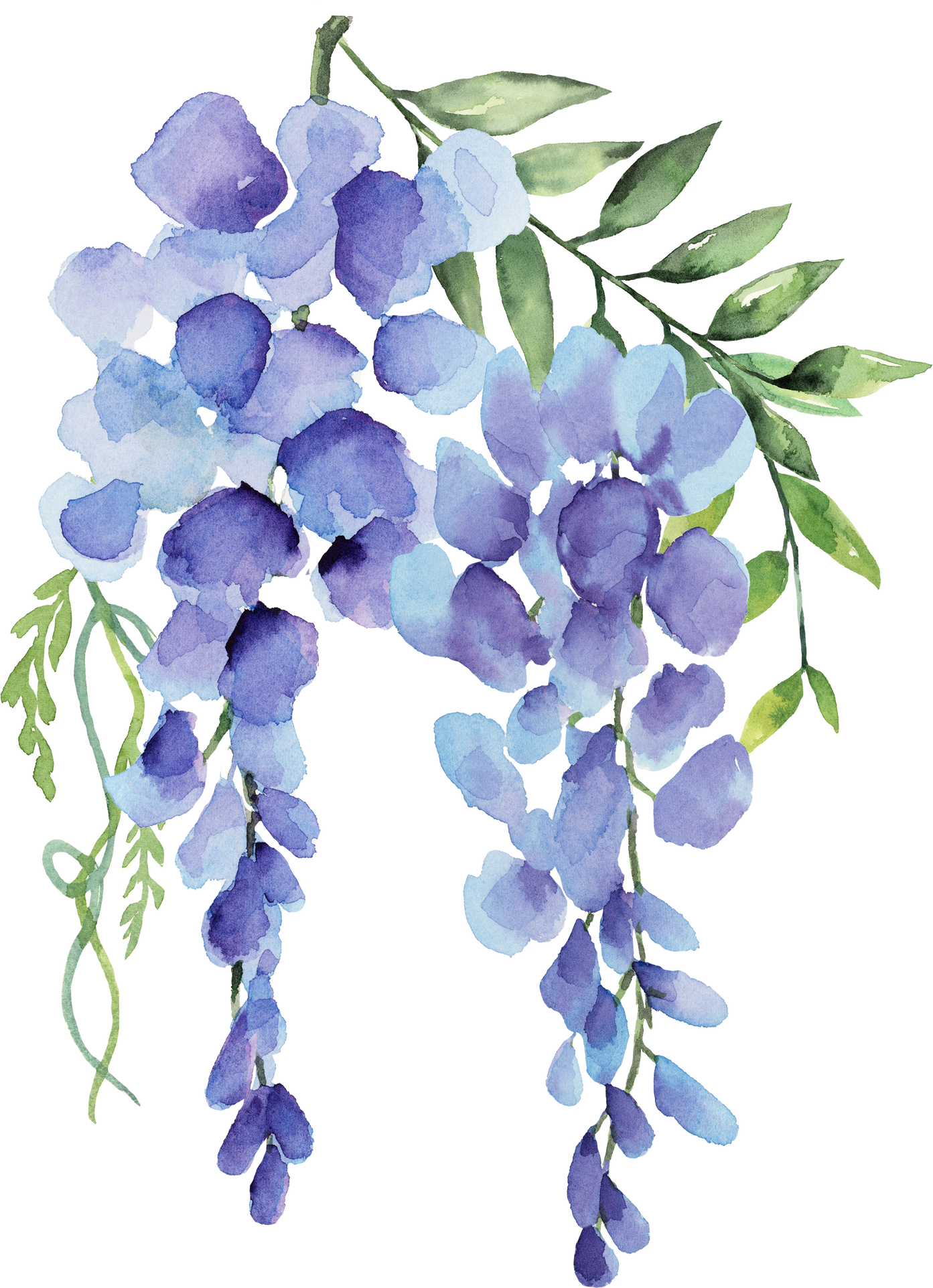 wisteria blue flower watercolor element 1